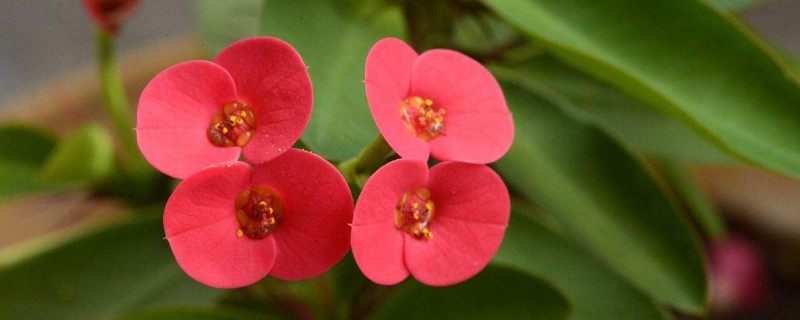 刺梅花枝上粘手 刺梅花枝上粘手怎么回事