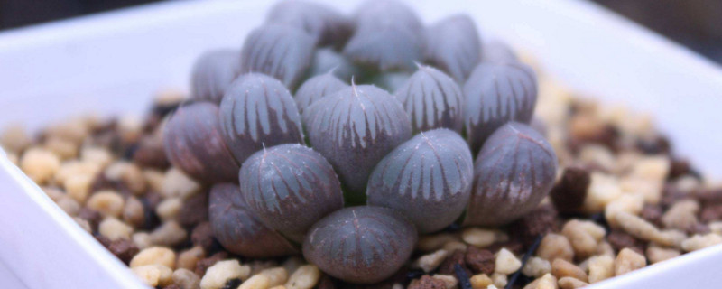 玉露干瘪了怎么恢复（咬春饼的小说有哪些）