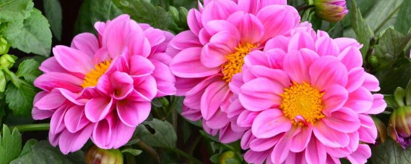 小丽花和大丽花区别 小丽花和大丽花区别图片