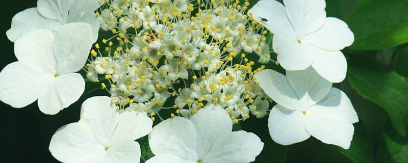 琼花与木绣球的区别（琼花和木绣球区别）