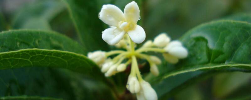 一年四季都盛开的花是什么花（一年四季都盛开的花是什么花?脑筋急转弯3d字谜）