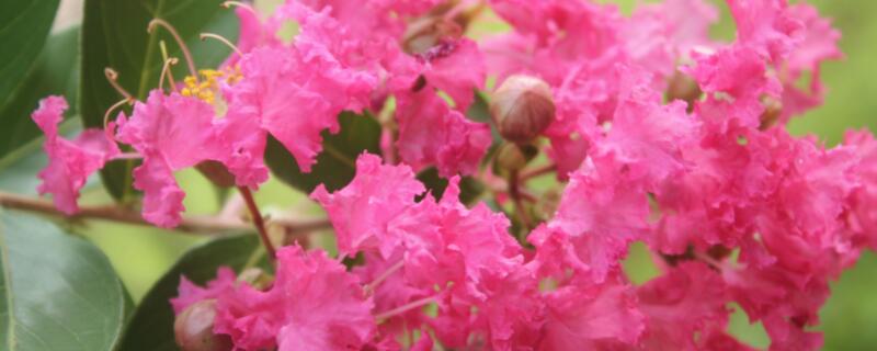 丁香和紫薇是一种花吗（丁香和紫薇是一种花吗为什么）