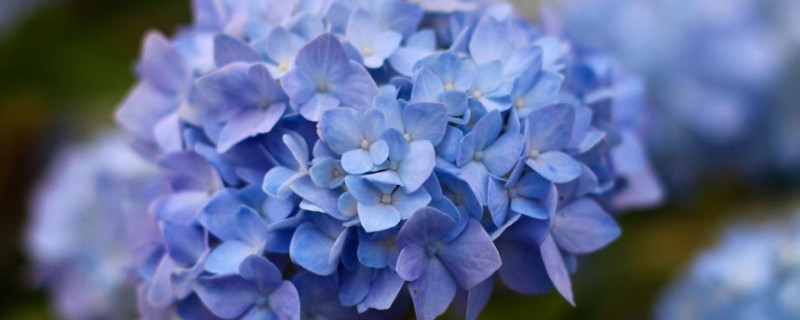 无尽夏真假区分（无尽夏真假区分图片）