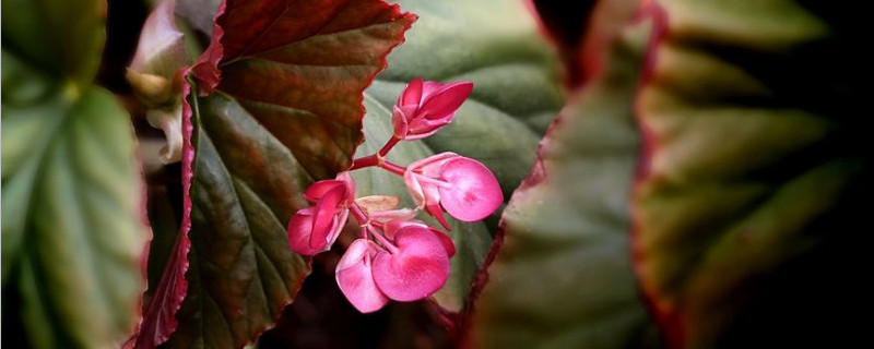 竹节海棠换盆后的养护（竹节海棠什么时间换盆合适）