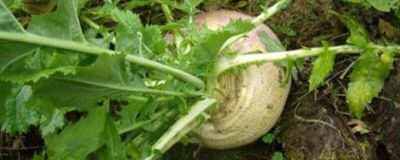 蔓菁的种植和管理技术（蔓菁的种植和管理技术研究）