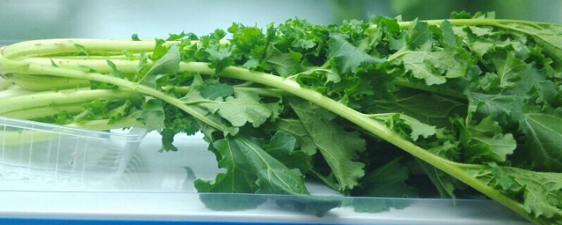 雪里红怎样施肥（雪里红施什么肥）