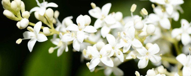 夜来香怎么移植 夜来香如何移植