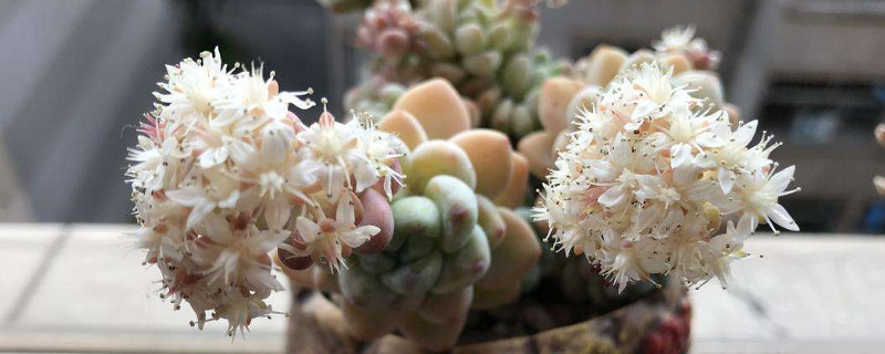 劳尔花有毒吗 劳尔花剑图片