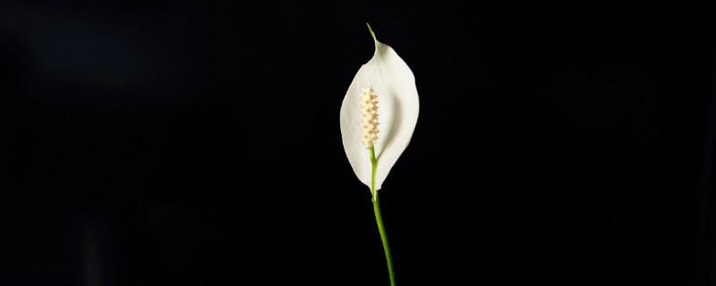 白掌的花变绿怎么处理 白掌的花变绿怎么处理视频