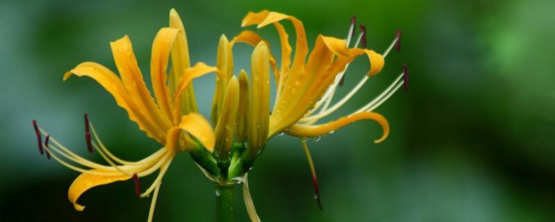 忽地笑花有毒吗 忽地笑有毒么