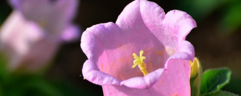 如何种植风铃草（如何种植风铃草盆栽）