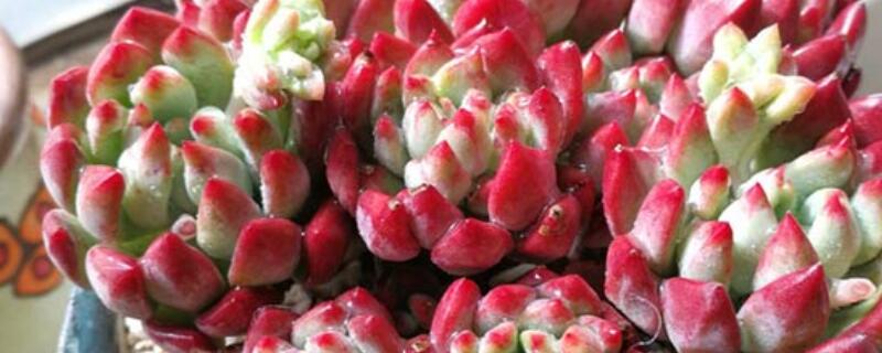 蓝苹果摊大饼了怎么办 蓝苹果多肉摊大饼了怎么办