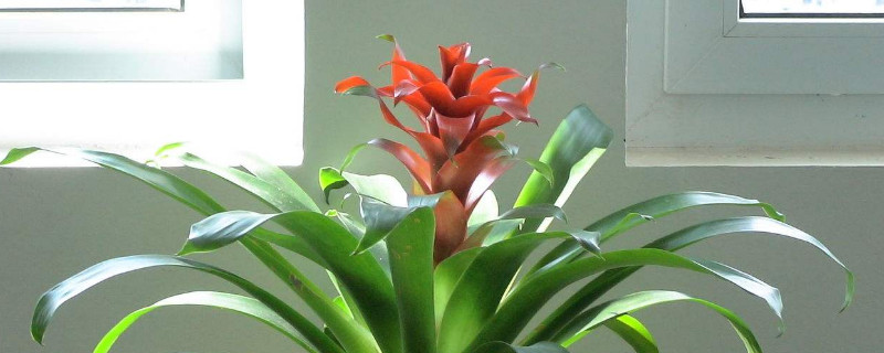 乔迁新居送什么花好（迁新居送什么花最合适）