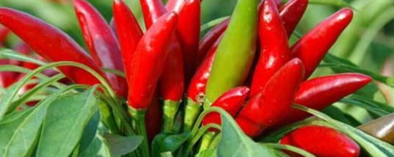 辣椒水对植物有伤害吗（辣椒水对植物有伤害吗视频）