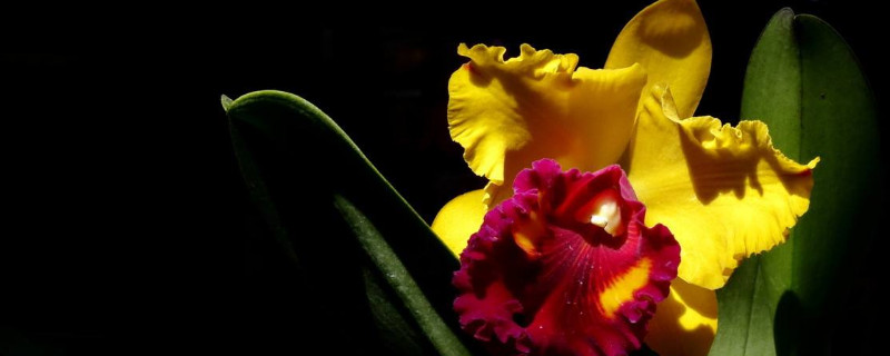 卡特兰开花后如何剪枝 卡特兰开完花可以把杆剪掉吗