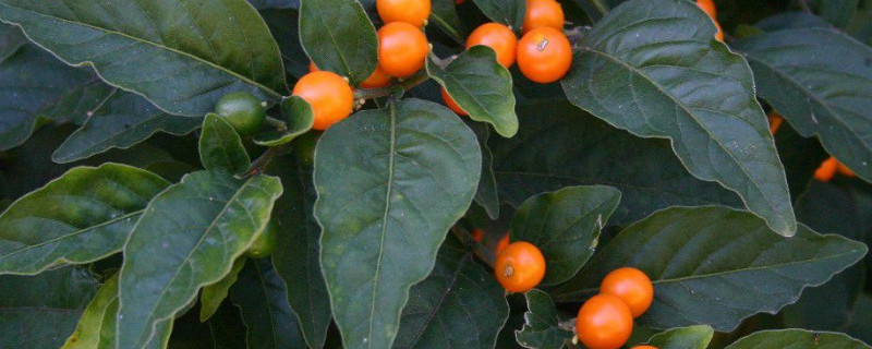 四季果为什么总落果（四季果为什么总落果子）