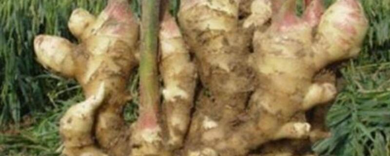 生姜是用什么繁殖的 生姜是用什么繁殖的呢