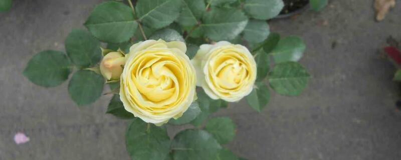 奶油龙沙月季是藤本还是灌木 奶油龙沙月季优缺点有哪些