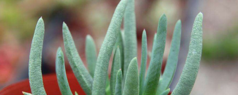 奔龙多肉开花后怎么修剪 奔龙多肉开花后怎么修剪视频