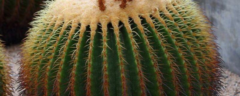 长盛球和短毛丸的区别 长盛球的功效作用