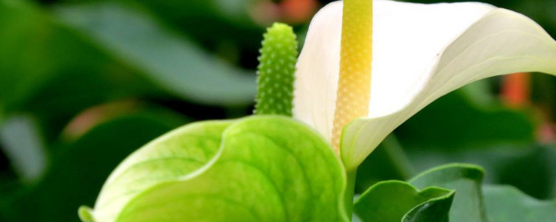 如何让水培白掌开花（水培白掌怎么养才能开花更旺盛）