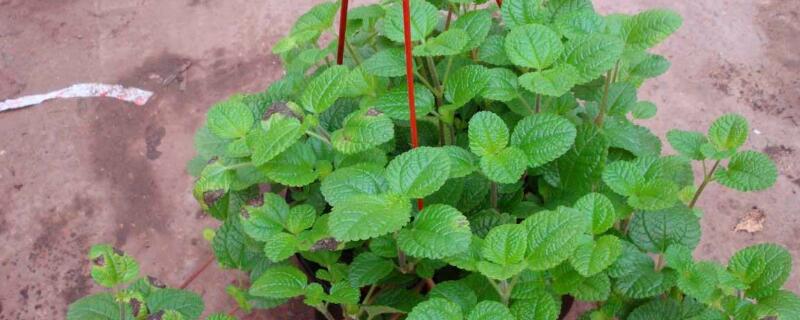 吸毒草能放卧室吗（吸毒草能放卧室吗有毒吗）