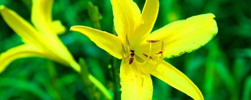 黄花萱草的种植方法 黄花萱草的种植方法和时间