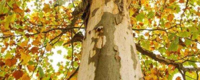 法国梧桐和中国梧桐的区别（法国梧桐和中国梧桐的区别图片）