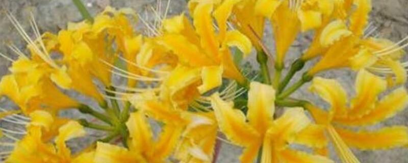 忽地笑和彼岸花的区别 彼岸花