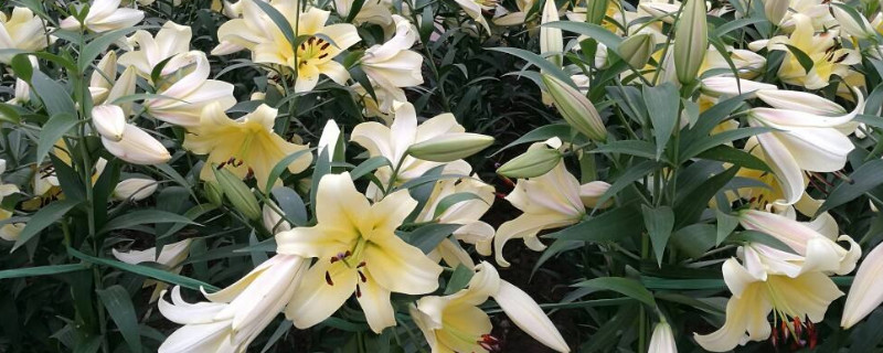 百合鳞茎和种球是什么（百合是鳞茎类球根花卉吗）