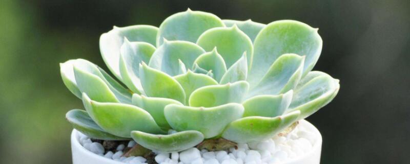 多肉玉蝶怎么防止黑腐 多肉玉蝶怎么防止黑腐化