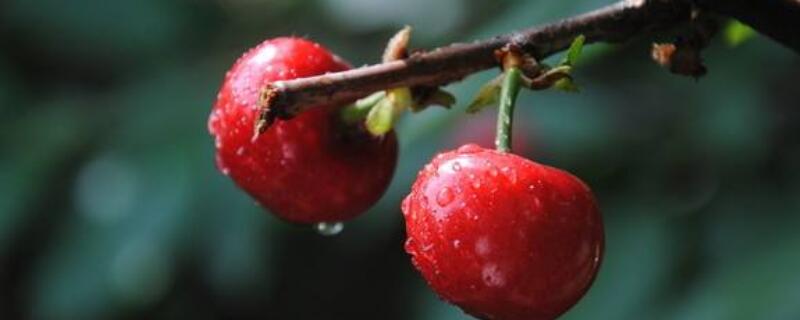 车厘子季节是什么时候（车厘子季节是什么时候开花）