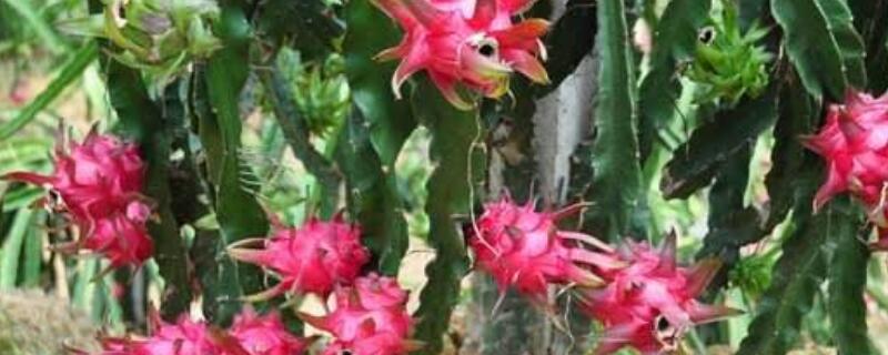 火龙果发芽后怎么移栽（火龙果发芽后怎么移栽视频）