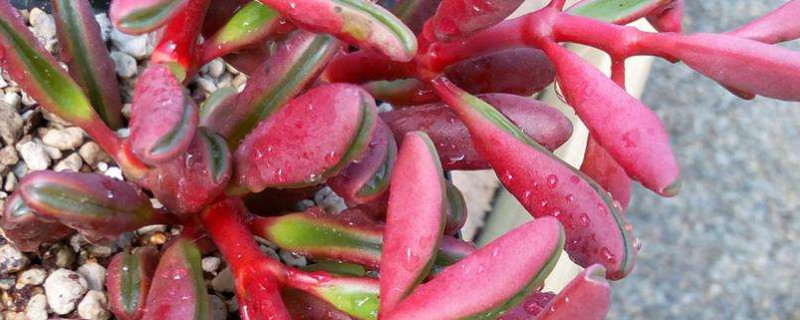 红背椒草烂根怎么办 红背椒草烂根怎么办用什么药