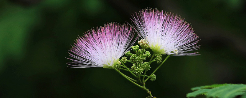 合欢花和金银花的区别 合欢花和金合欢的区别
