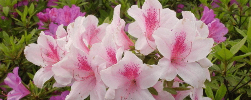 四季杜鹃花怎么移植（四季杜鹃花怎么移植的）