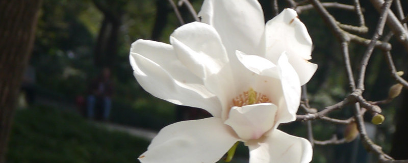 白玉兰花的寓意是什么（白玉兰花几月份开花）