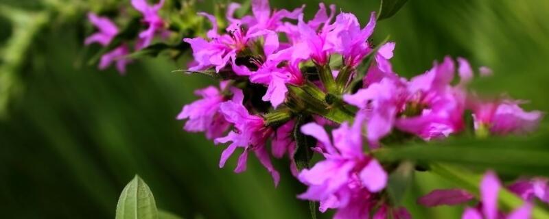 千屈菜花期（千屈菜花期几月）