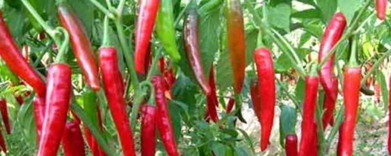 辣椒僵苗后该怎么处理 辣椒苗僵苗处理办法