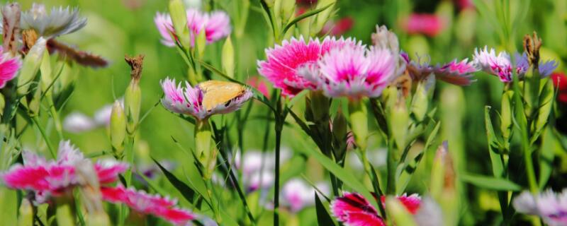 石竹花功效 石竹花功效和作用