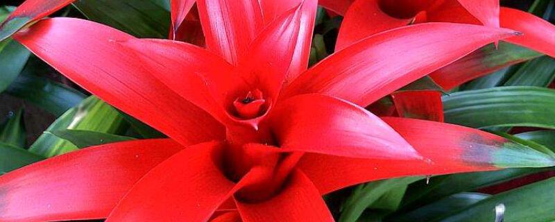 卫生间放什么小盆植物（卫生间放什么小盆植物图片）