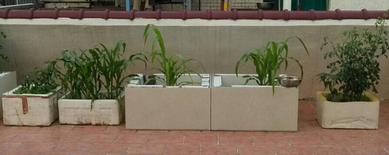 泡沫箱种菜有毒吗（泡沫箱可以种蔬菜吗）