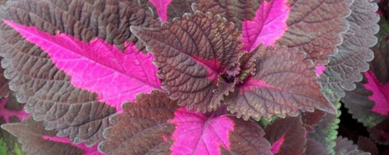 老来俏花怎么修剪（老来俏花怎么养护）