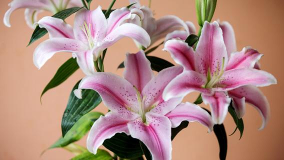 香水百合和百合的区别