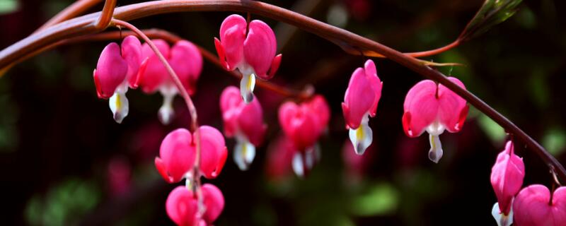 荷包牡丹花期 荷包牡丹什么时候种植最好