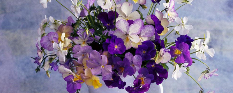 紫罗兰鲜花可以养几天（紫罗兰花能养多久）
