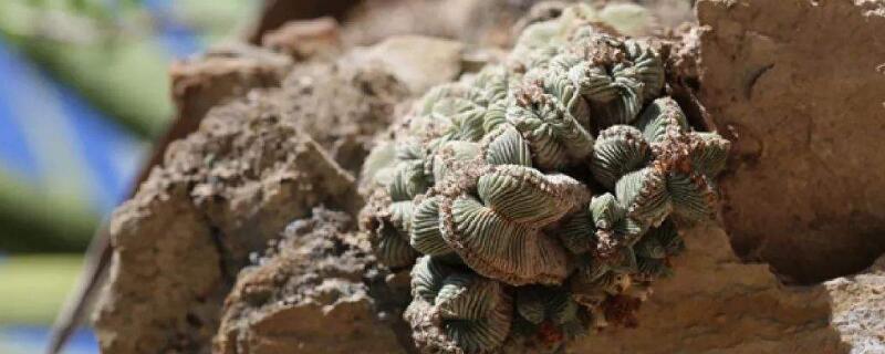 老花笼和五星花笼区别（老花笼和五星花笼区别在哪）