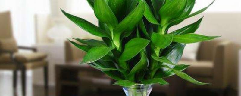 观音竹和莲花竹一样吗 观音竹和莲花竹一样吗