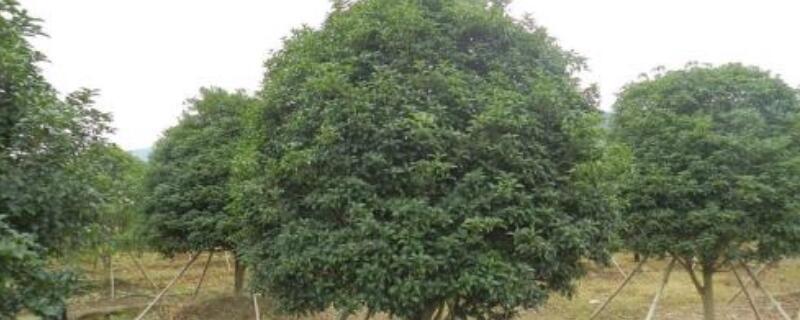 金桂和月桂的区别（金桂好还是月桂好）