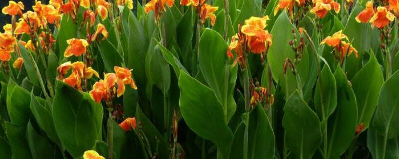 美人蕉种子怎么开口 美人蕉种子怎么开口快